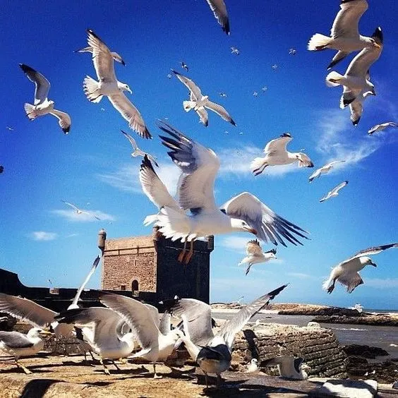 Essaouira, Morocco 2